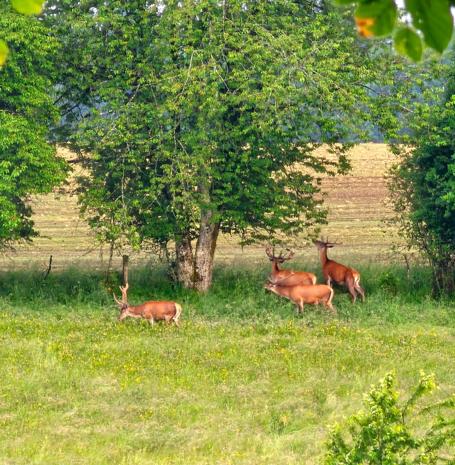 Cerfs dans la prairie