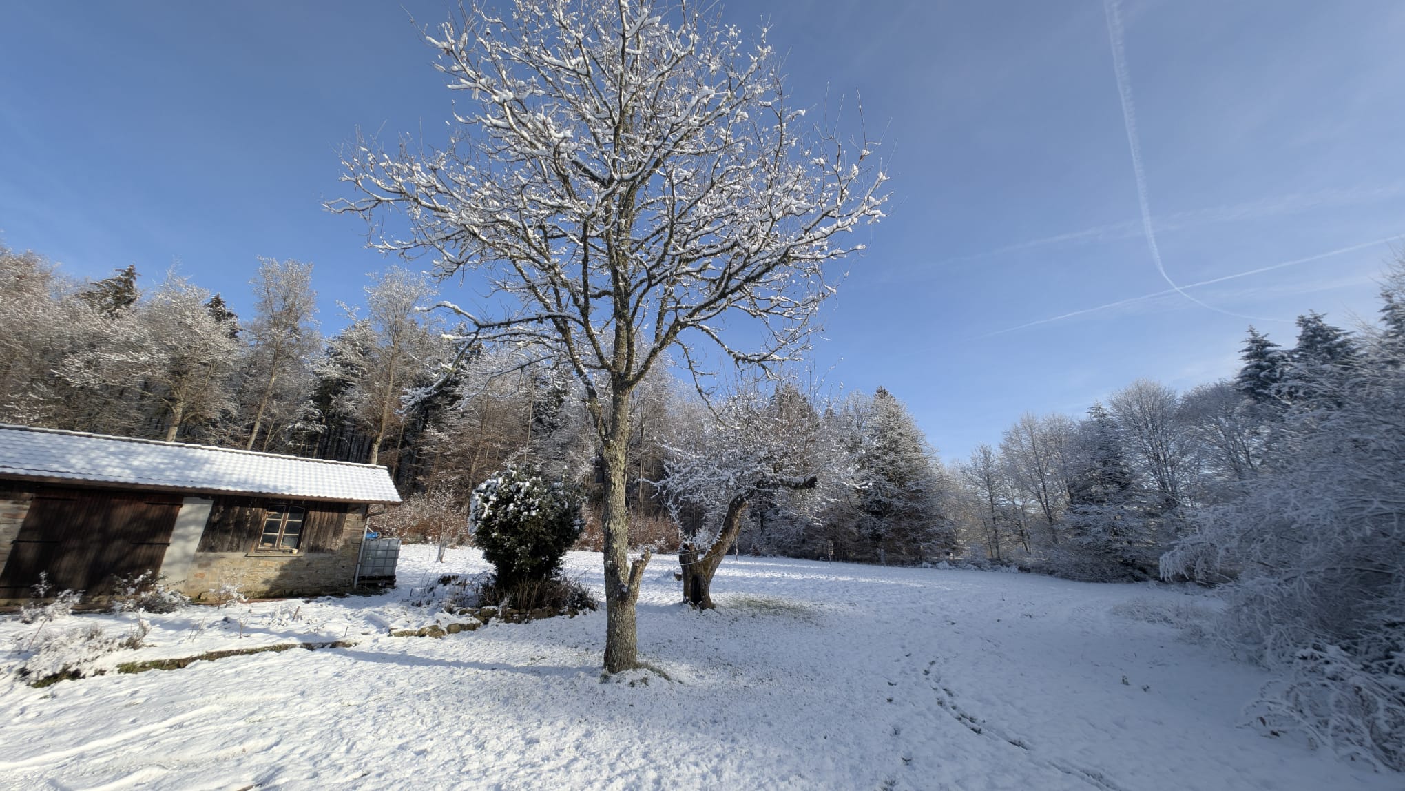 Arbre solitaire dans la prairie givrée